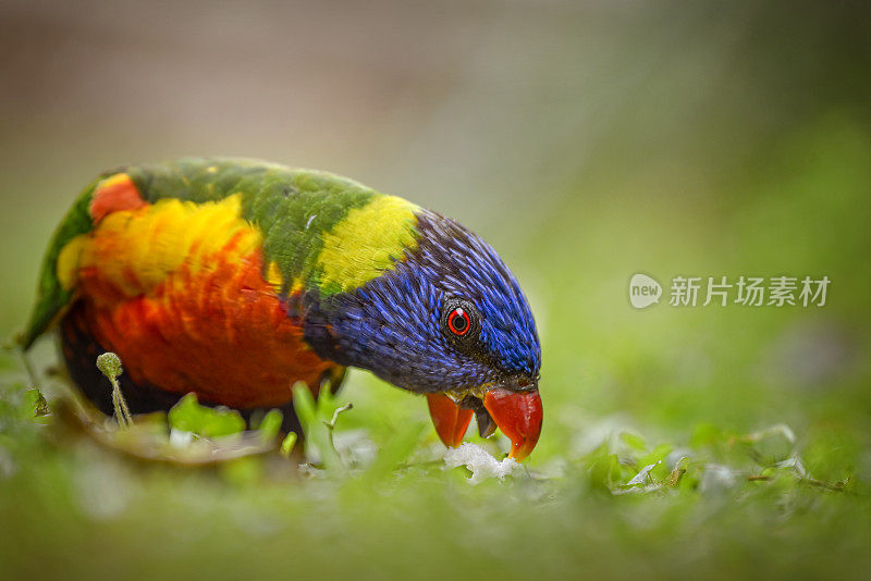 饥饿彩虹鹦鹉(Trichoglossus moluccanus)